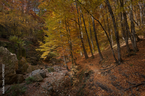 Natural autumn park backgorund, fresh yellow background with tree © Alernon77