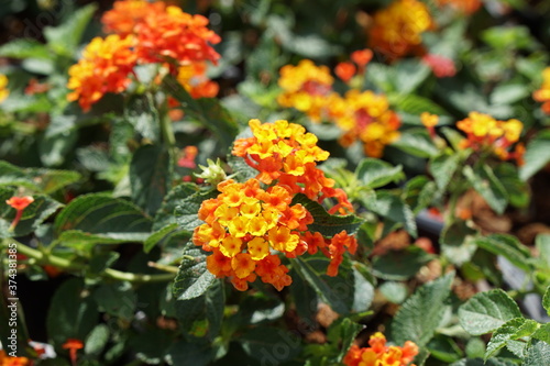 Close-up to Lantana Flowers with Leafs