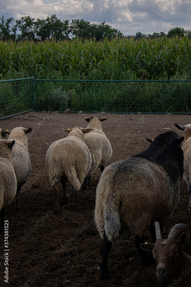 Obraz premium Sheep are shy of camera