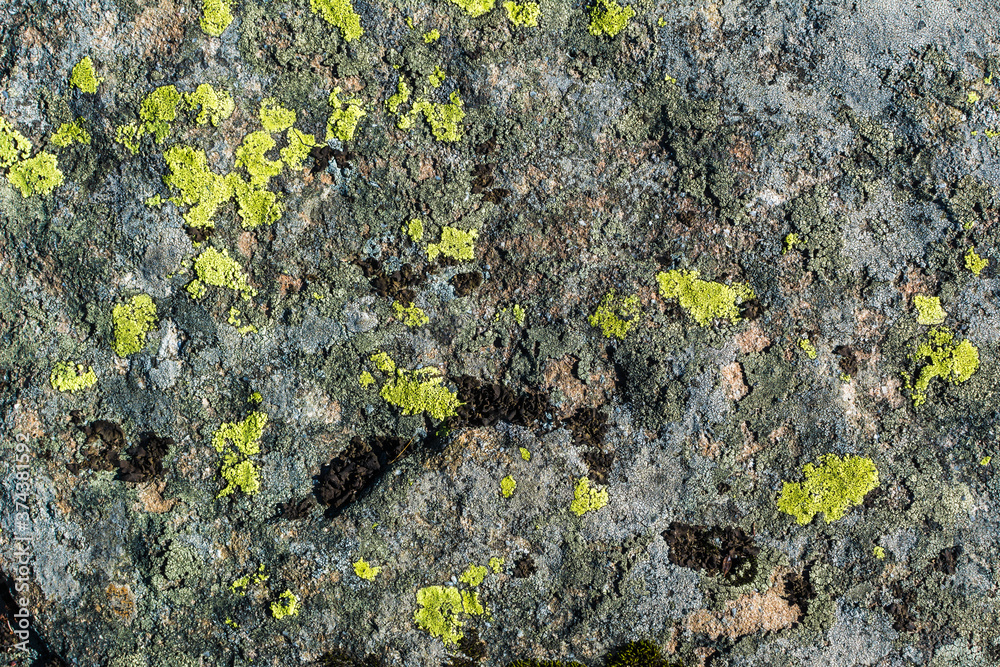 Moss and lichen on rocks in the mountains. Flora of the Carpathians. Yellowed grass in autumn. Moss, fungus on a stone close-up. Moss and lichen on rocks in the mountains. Flora of the Carpathians. Yellowed grass in autumn. Moss, fungus on a stone close-up.
