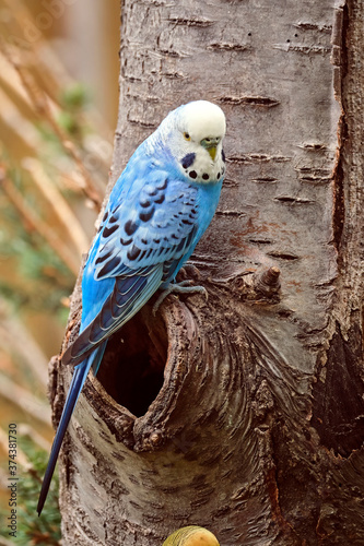 Ein Wellensittich   Melopsittacus undulatus  