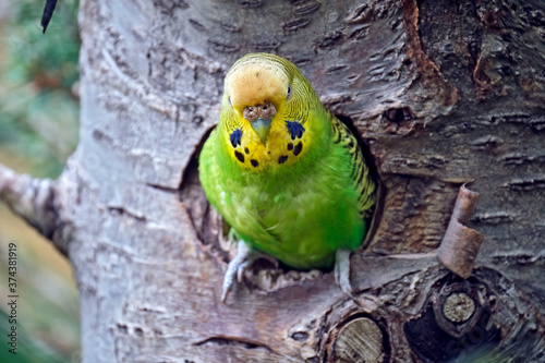 Ein Wellensittich ( Melopsittacus undulatus ) photo