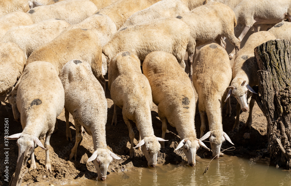 Sheep on a watering hole. Sheep drinking water on the shore of the lake. Animals graze in the meadow. Pastures of Europe. Sheep on a watering hole. Sheep drinking water on the shore of the lake. Animals graze in the meadow. Pastures of Europe.