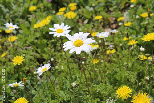 blossoming field of daisies in a spring meadow