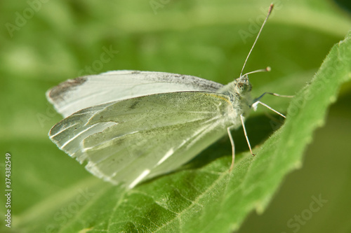 White butterfly (Pieridae) with antenna-like feelers, green plant leaf, macro. Germany.