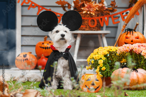 Εκτύπωση καμβά Funny dog west highland white terrier dressed in mickey mouse costume is sitting near decorated with pumpkins house