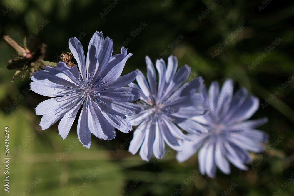 Fototapeta premium Blue flowers of chicory (Cichorium intybus) - medicinal plant