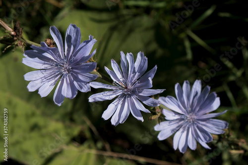 Blue flowers of chicory  Cichorium intybus  - medicinal plant