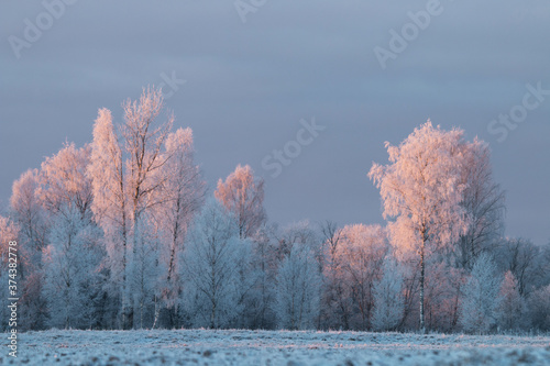 A cold morning with frost covered trees in Estonian wintery countryside, Northern Europe.  © adamikarl