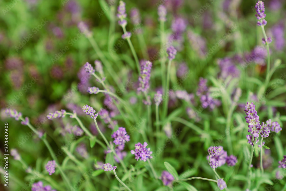 Herbstliche Blumen Lavendel Blüte Herbstliche Blumen Lavendel Blüte