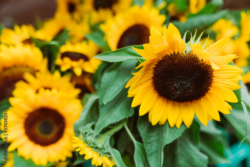 Fototapeta premium Herbstliche Blumen Sonnenblume Feld