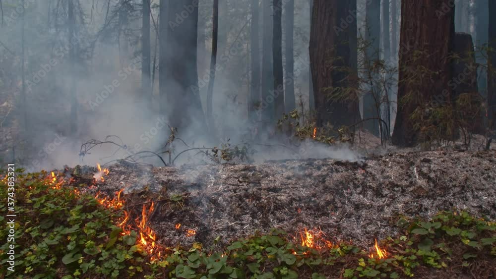 Boulder Creek, California, USA. 23 August 2020. wildfire burning on forest floor in redwood forest. The CZU Lightning Complex Fire that ravaged the Santa Cruz mountains. Boulder Creek, California, USA. 23 August 2020. wildfire burning on forest floor in redwood forest. The CZU Lightning Complex Fire that ravaged the Santa Cruz mountains.