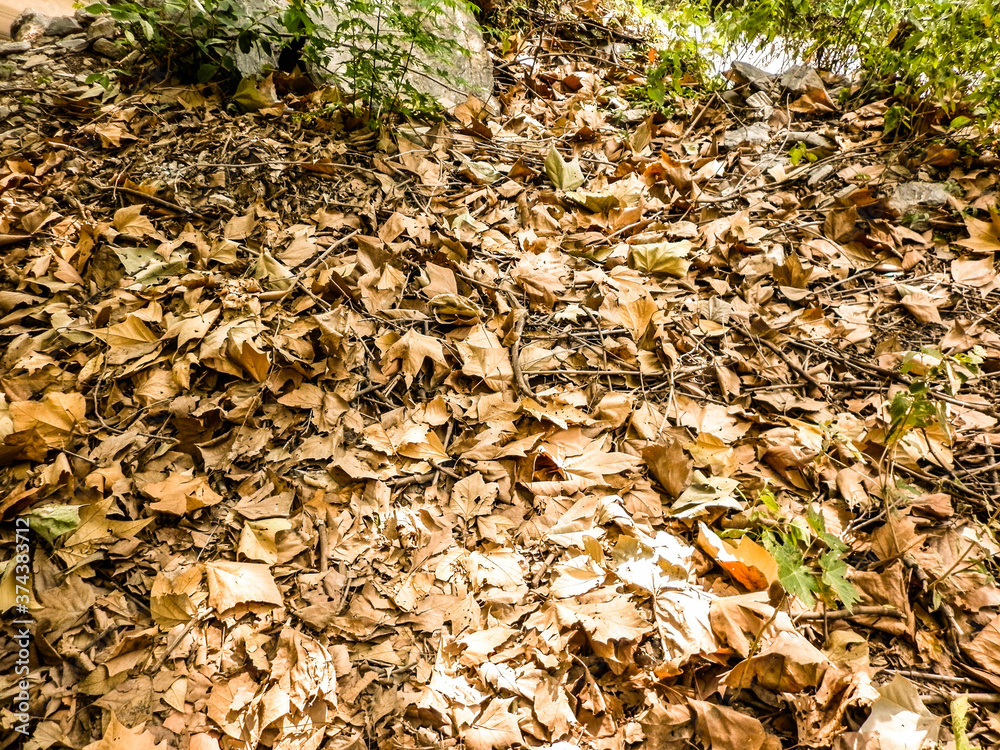 textura que ofrece la naturaleza textura que ofrece la naturaleza