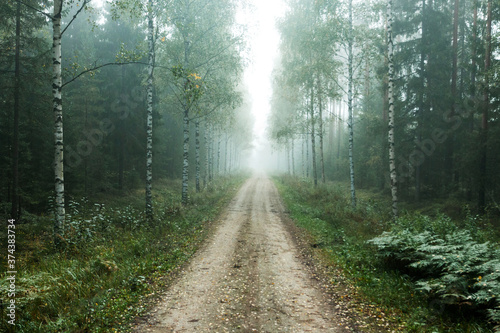 Small dirt road through misty autumnal morning in mixed boreal forest of Estonia, Northern Europe. 