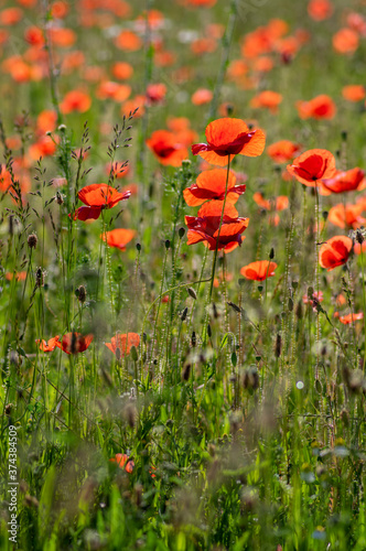 Papaver rhoeas common poppy seed bright red flowers in bloom  group of flowering plants on meadow  wild plants
