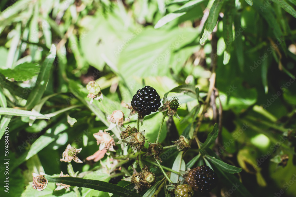 Wild bramble, blackberry grow in Sokolniki park, Moscow Wild bramble, blackberry grow in Sokolniki park, Moscow