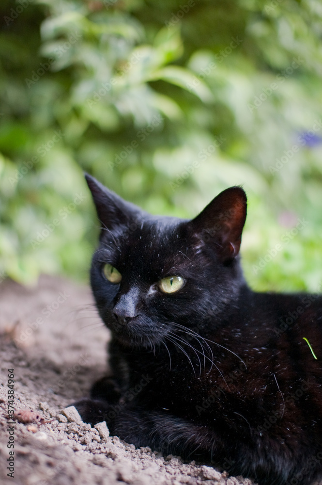 Black Cat Sitting Alert