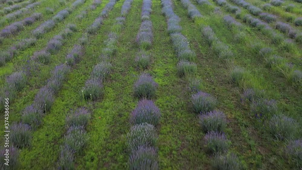 Beautiful lavender field in springtime - aerial view Beautiful lavender field in springtime - aerial view