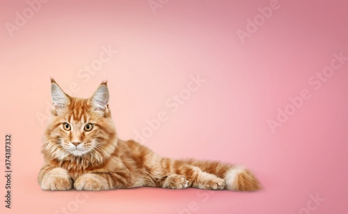 Fototapeta Naklejka Na Ścianę i Meble -  Cat.