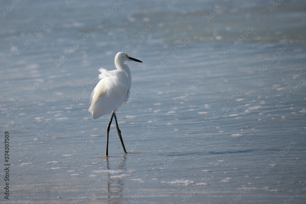 Snowy Egret Walking in Water Along Shoreline at Beach with the Wind Ruffling Its Feathers Snowy Egret Walking in Water Along Shoreline at Beach with the Wind Ruffling Its Feathers