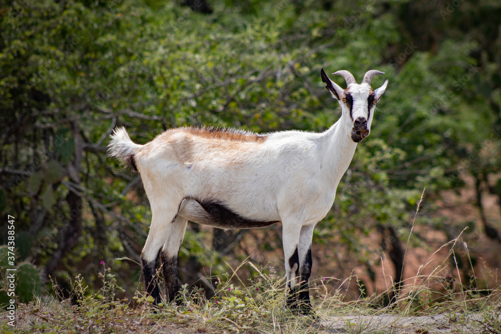 goat on the meadow