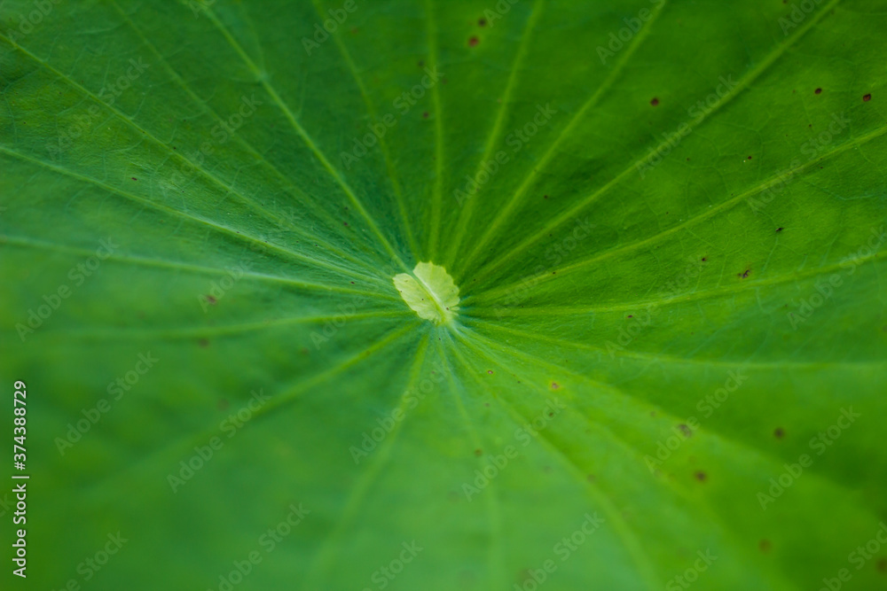 close up of green leaf close up of green leaf