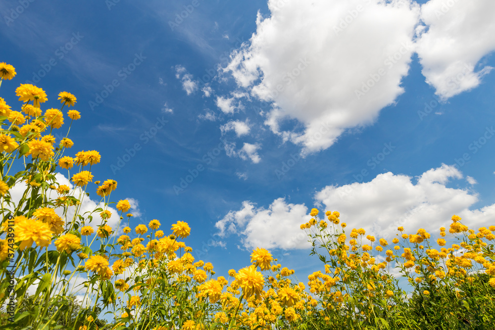 Landscape. yellow flowers growing in the meadow, view from below against the backdrop of clouds in the blue sky Landscape. yellow flowers growing in the meadow, view from below against the backdrop of clouds in the blue sky