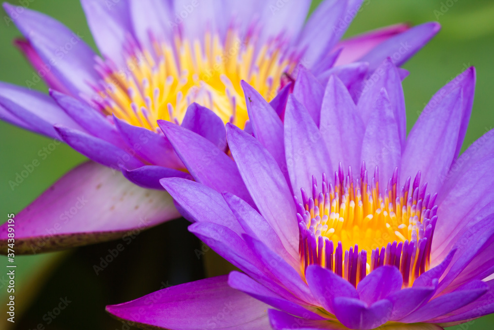 Two purple lotus flower Two purple lotus flower
