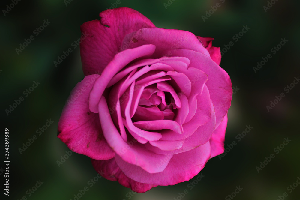The magnificent scarlet rose sparkles with its beauty The magnificent scarlet rose sparkles with its beauty