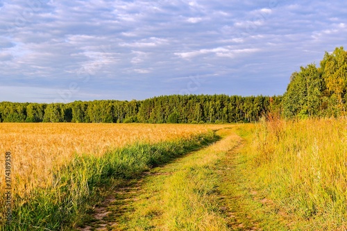 The road along the wheat field early in the morning. Moscow region, Russia.