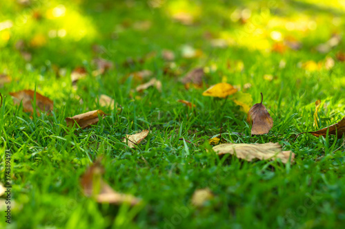 Fallen from a tree, autumn leaves lie on the grass