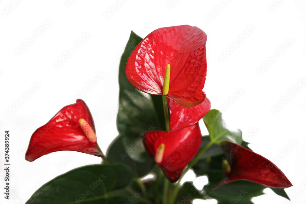 Anthurium flower is a heart-shaped flower. Isolated anthurium red on white background. Flamingo flowers Anthurium andraeanum (Araceae or Arum). Anthuriums symbolize hospitality.