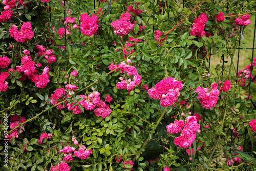 A bush of bright pink roses bask in the evening sun on a flower bed © Stanislau Vyrvich