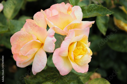 Three buds of tender pink roses soar in the air