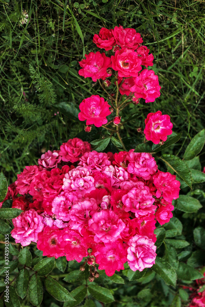 Mystery of pink roses of fabulous beauty Mystery of pink roses of fabulous beauty