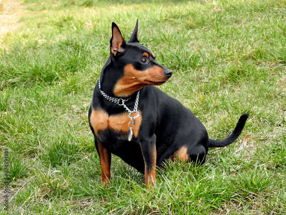 super energetic miniature pinscher dog named Carlos who lives in the city of Białystok in Podlasie, Poland