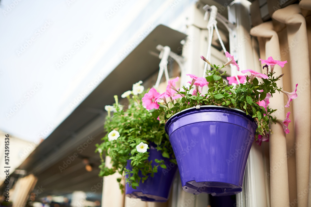Purple hanging planter with pink petunia flowers