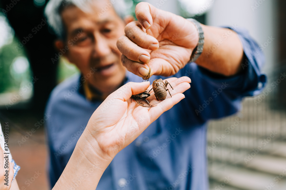 Obraz premium Old Vietnamese Man Holding Up a Cicada from a Hand. One Dead Cicada Insect and One Alive one.
