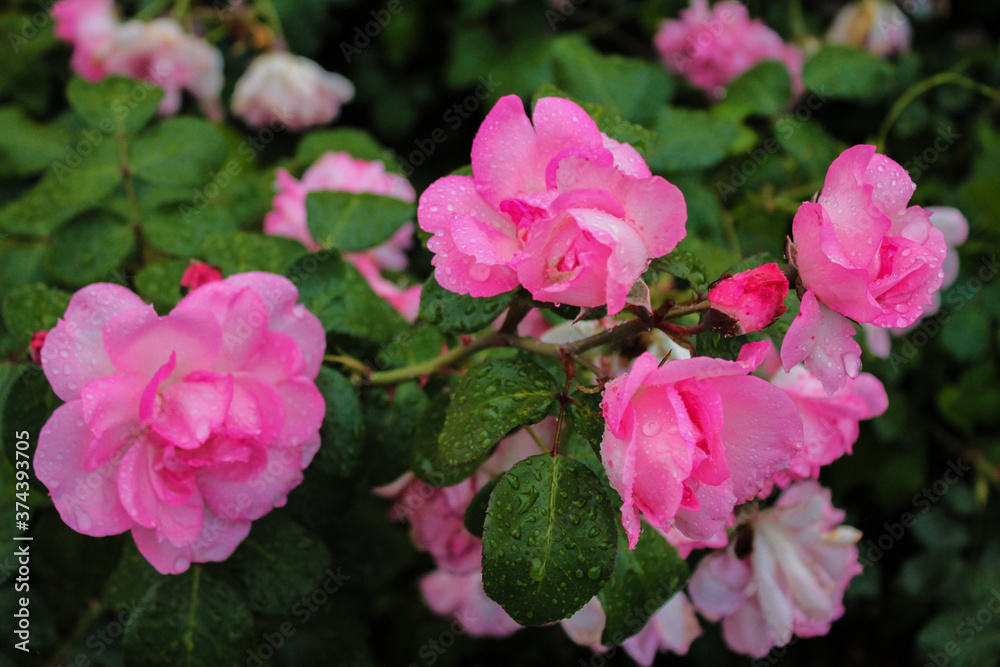 Drops of morning dew covered delicate roses Drops of morning dew covered delicate roses