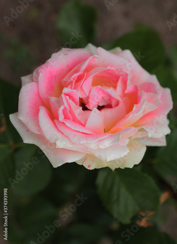 Beautiful bud of a soft pink rose flaunts in the wind