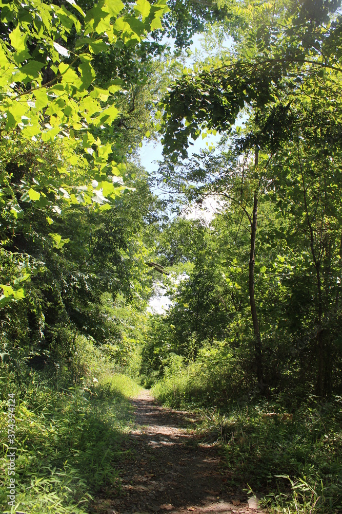 Obraz premium Wooded Path