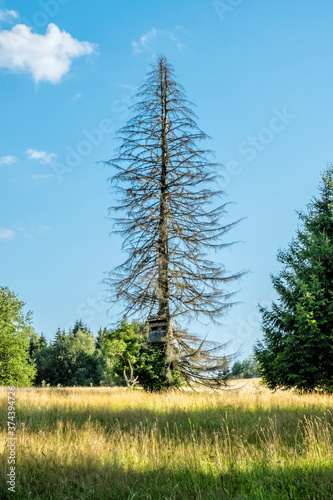 Big dried tree with screened shooting stand, Kremnica hills, Slovakia