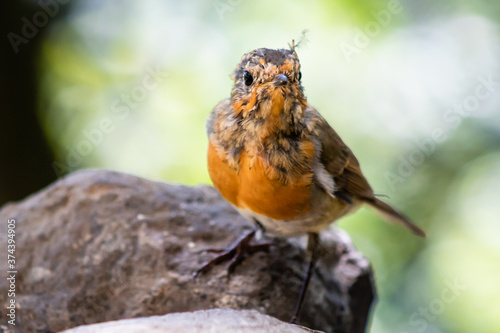 Los petirrojos jóvenes mudan su plumaje a finales de verano dejando ver sus coloridas plumas de característico color naranja.