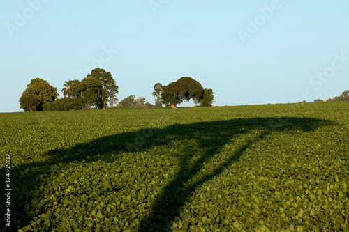 PLantação de soja transgênica photo