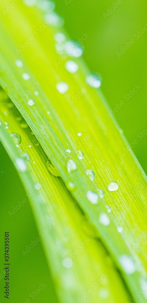 Naklejka premium Dew on grass