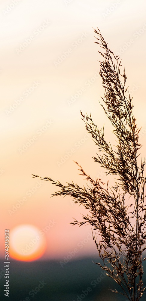Obraz premium Wheat field at sunset