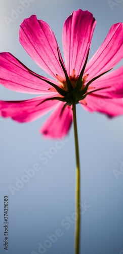 Pink daisy flower