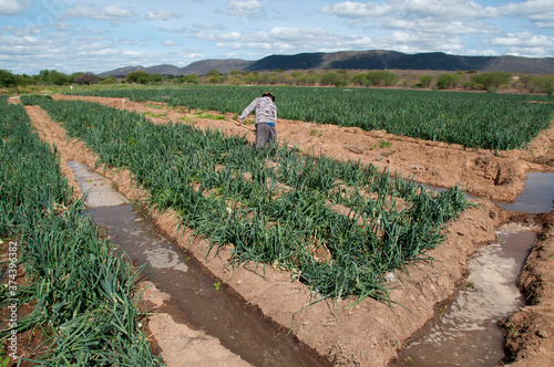 Pequeno produtor de cebola irrigada no sertão