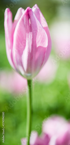 Pink tulip flower