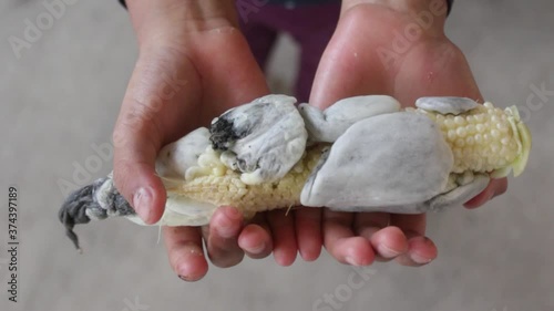 close up of a child showing with both hands a corn smut witch is used as an ingredient in mexican cuisine photo